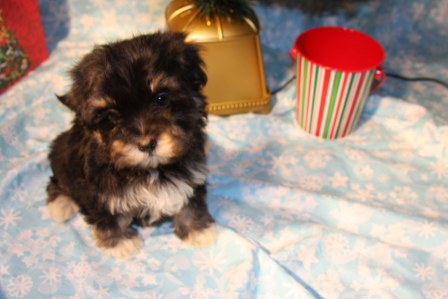 havanese-puppies